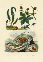 Berberis